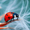 Led Wandbild Sonnenkaefer Auf Pusteblume Panorama Zoom