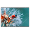 Led Wandbild Sonnenkaefer Auf Pusteblume Querformat Produktvorschau Frontal