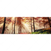 Led Wandbild Sonnenlicht Im Nebligen Wald Panorama Motivvorschau