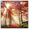 Led Wandbild Sonnenlicht Im Nebligen Wald Quadrat Produktvorschau Frontal