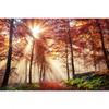 Led Wandbild Sonnenlicht Im Nebligen Wald Querformat Motivvorschau
