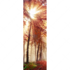 Led Wandbild Sonnenlicht Im Nebligen Wald Schmal Motivvorschau