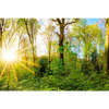 Led Wandbild Sonnenlicht Im Wald Querformat Motivvorschau