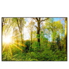 Led Wandbild Sonnenlicht Im Wald Querformat Produktvorschau Frontal