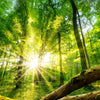 Led Wandbild Sonnenstrahlen Im Dichten Wald Quadrat Motivvorschau