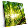 Led Wandbild Sonnenstrahlen Im Dichten Wald Quadrat Produktvorschau Seitlich