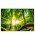 Led Wandbild Sonnenstrahlen Im Dichten Wald Querformat Produktvorschau Frontal