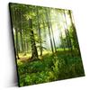 Led Wandbild Sonniger Morgen Im Wald Quadrat Produktvorschau Seitlich