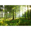Led Wandbild Sonniger Morgen Im Wald Querformat Motivvorschau