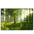 Led Wandbild Sonniger Morgen Im Wald Querformat Produktvorschau Frontal