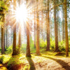 Led Wandbild Sonniger Wald Querformat Zoom