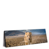Led Wandbild Spiegelbild Loewe Loewenjunges Panorama Produktvorschau Seitlich