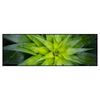 Led Wandbild Spitze Agavenblaetter Panorama Produktvorschau Frontal