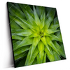 Led Wandbild Spitze Agavenblaetter Quadrat Produktvorschau Seitlich