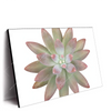 Led Wandbild Sukkulente No 1 Querformat Produktvorschau Seitlich