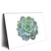Led Wandbild Sukkulente No 3 Querformat Produktvorschau Seitlich