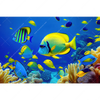 Led Wandbild Tropische Unterwasserwelt Querformat Motivvorschau