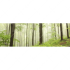 Led Wandbild Unberuehrte Natur Der Wald Panorama Motivvorschau