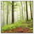 Led Wandbild Unberuehrte Natur Der Wald Quadrat Produktvorschau Frontal