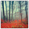 Led Wandbild Vertraeumter Wald Quadrat Produktvorschau Frontal
