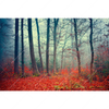 Led Wandbild Vertraeumter Wald Querformat Motivvorschau