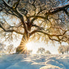 Led Wandbild Verzauberte Winterlandschaft Quadrat Motivvorschau
