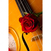 Led Wandbild Violine Rose Hochformat Motivvorschau