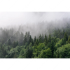 Led Wandbild Wald Im Nebel Querformat Motivvorschau