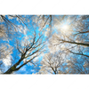 Led Wandbild Wald Im Winter Querformat Motivvorschau