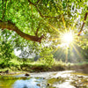 Led Wandbild Wald Mit Bach Bei Sonnenschein Quadrat Motivvorschau