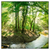 Led Wandbild Wald Mit Bach Quadrat Produktvorschau Frontal
