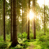 Led Wandbild Wald Mit Sonnenstrahlen No 2 Querformat Zoom