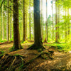 Led Wandbild Wald Mit Sonnenstrahlen Querformat Zoom