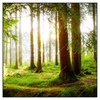 Led Wandbild Waldbach Im Sonnenschein Quadrat Produktvorschau Frontal