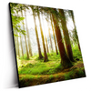Led Wandbild Waldbach Im Sonnenschein Quadrat Produktvorschau Seitlich