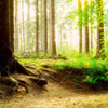 Led Wandbild Waldpanorama Panorama Zoom