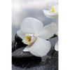 Led Wandbild Weisse Orchideen Hochformat Motivvorschau
