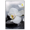 Led Wandbild Weisse Orchideen Hochformat Produktvorschau Frontal