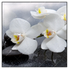 Led Wandbild Weisse Orchideen Quadrat Produktvorschau Frontal