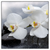 Led Wandbild Weisse Orchideen Quadrat Produktvorschau Frontal