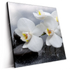 Led Wandbild Weisse Orchideen Quadrat Produktvorschau Seitlich