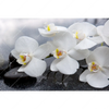 Led Wandbild Weisse Orchideen Querformat Motivvorschau