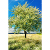 Led Wandbild Wiese Mit Bluehendem Baum Hochformat Motivvorschau