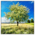 Led Wandbild Wiese Mit Bluehendem Baum Quadrat Produktvorschau Frontal
