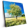 Led Wandbild Wiese Mit Bluehendem Baum Quadrat Produktvorschau Seitlich