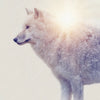 Led Wandbild Wolf Wald No 1 Querformat Zoom