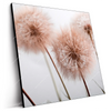 Led Wandbild Zarte Pusteblume Quadrat Produktvorschau Seitlich