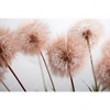 Led Wandbild Zarte Pusteblume Querformat Motivvorschau