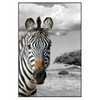 Led Wandbild Zebra In Afrika Hochformat Produktvorschau Frontal