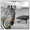 Led Wandbild Zebra In Afrika Quadrat Produktvorschau Frontal